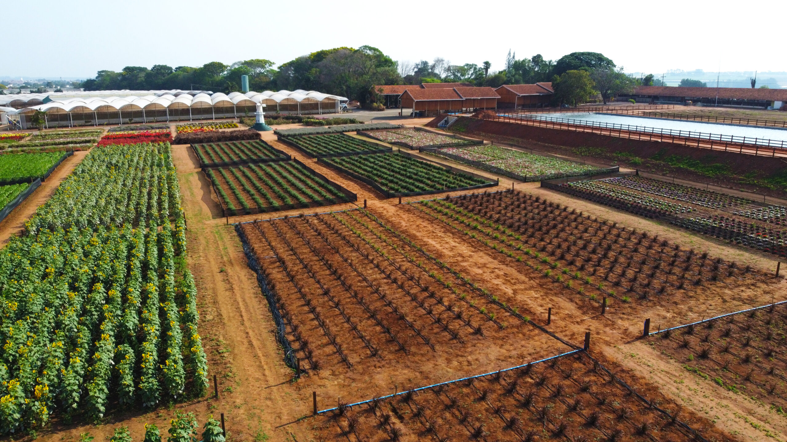 Plantação São Roque